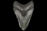 Fossil Megalodon Tooth - Georgia #109362-2